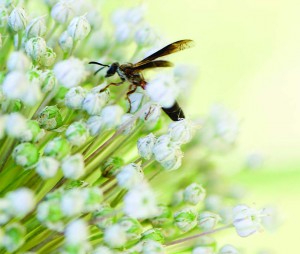 Wasp on allium blossom, close-up