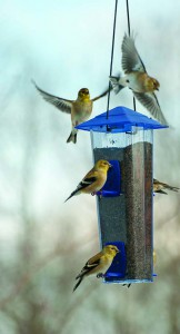 American Goldfinch. Photo Courtesy of Kay Home Products 