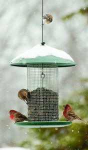 House Finch. Photo Courtesy of Kay Home Products 