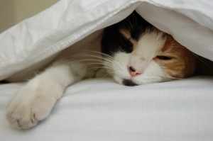 Give your pets a warm place to sleep. Photo Credit: Freeimages.com/Lucía Rojas