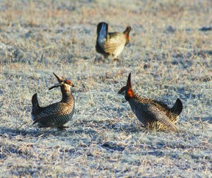 Male prairie chickens strut and stomp to attract a female.