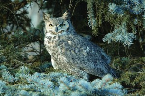 "Great Horned Owl in Blue Spruce" 
