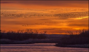 "Sandhill Cranes Over the North Platte"