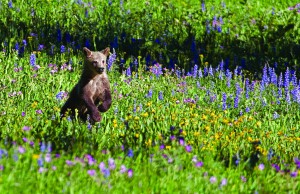 "Bear Cub Playing in Flowers" 