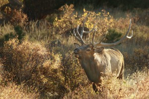 Joyce E. Edson, "Bull Elk in a Rut"