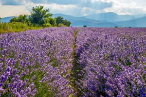 Harvesting lavender flowers