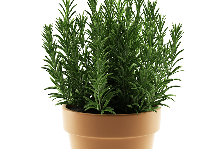 Grow Your Herbs Indoors Using Pots Colorado Country Life Magazine,Marscapone