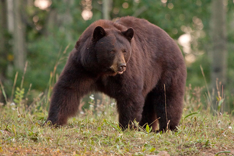 Fast Black Bear Facts - Colorado Country Life Magazine
