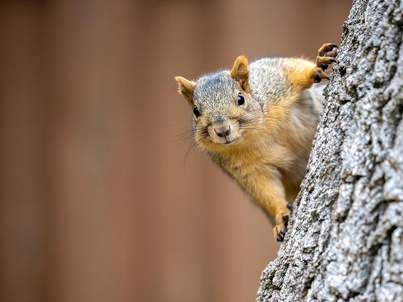 Squirrels Putting Out Our Power - Colorado Country Life Magazine