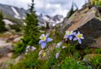 The comely Columbine can be seen exploring colorful Colorado