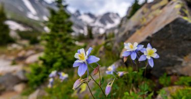 The comely Columbine can be seen exploring colorful Colorado
