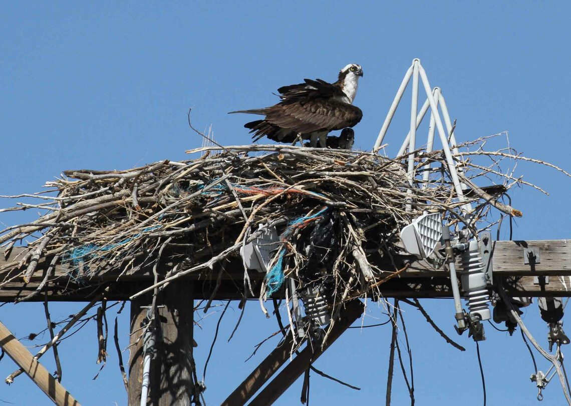 osprey-nest-ccl-mar-2023