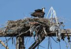 osprey-nest-ccl-mar-2023