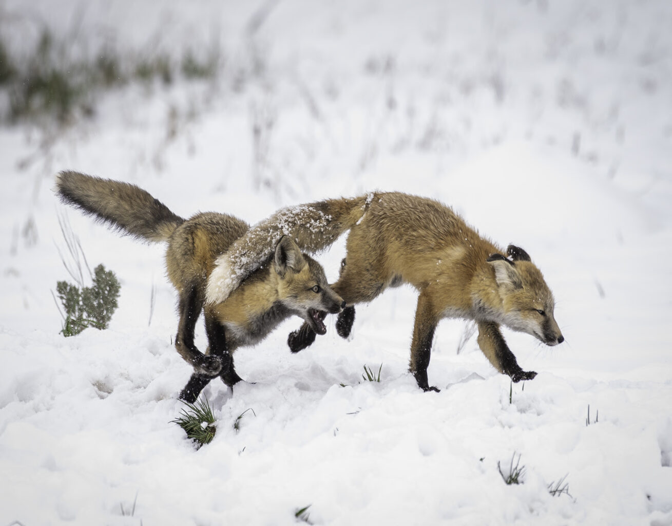 frolicking-fox-kits-photo-ccl-april-2023