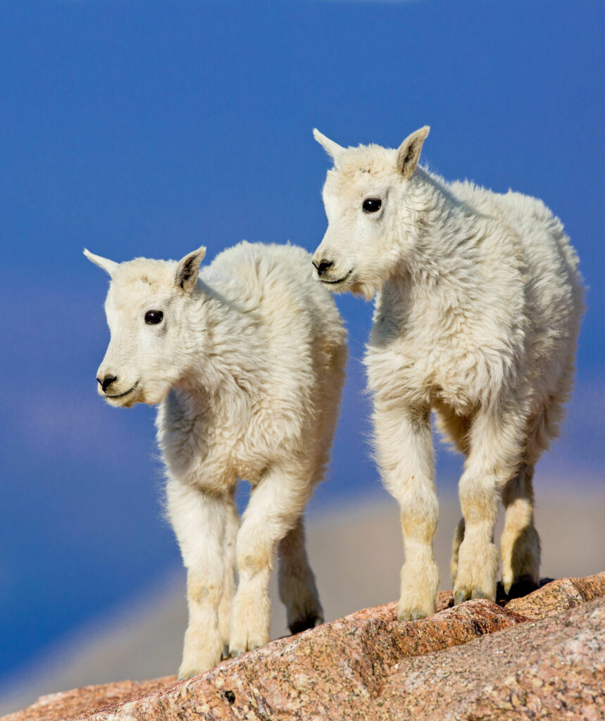 mountain-goat-kids-photo-ccl-april-2023