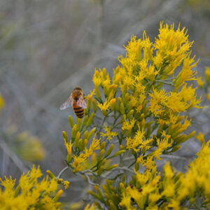 Bee on a Flower. Photo by Lexee Maestas, a PVREA member
