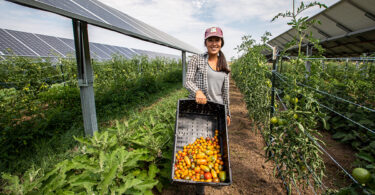 Brittany Staie harvests tomatoes in summer 2021 at Jack's Solar Garden. Photo by Werner Slocum/NREL 65612
