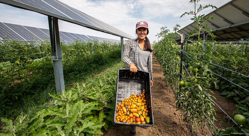 Brittany Staie harvests tomatoes in summer 2021 at Jack's Solar Garden. Photo by Werner Slocum/NREL 65612