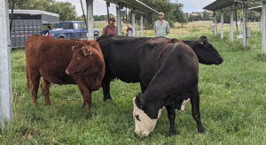 Cattle owner Andy Breiter, left, brings livestock
to Jack's Solar Garden in September 2022,
pictured with Jack's owner Byron Kominek,
right. Photo courtesy of Colorado Agrivoltaic
Learning Center.