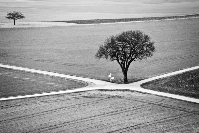 Tree at the Crossroads